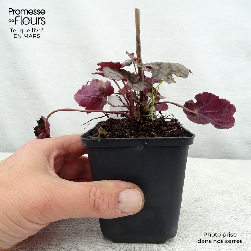 Spécimen de Heuchère - Heuchera Cascade Dawn Godet de 9cm tel que livré au printemps