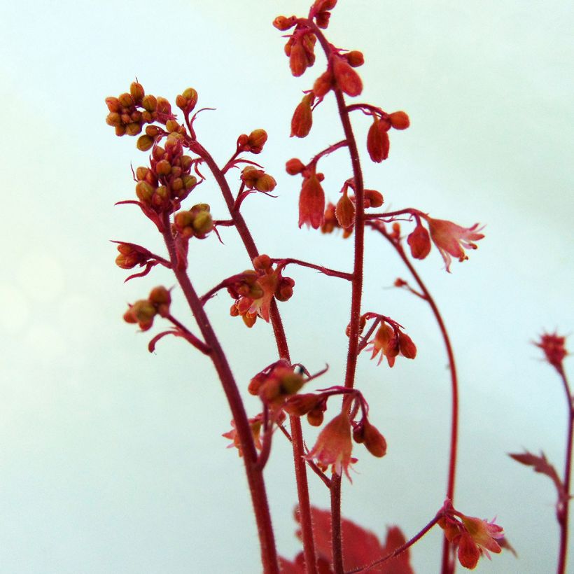 Heuchère - Heuchera Cherry Cola (Floraison)