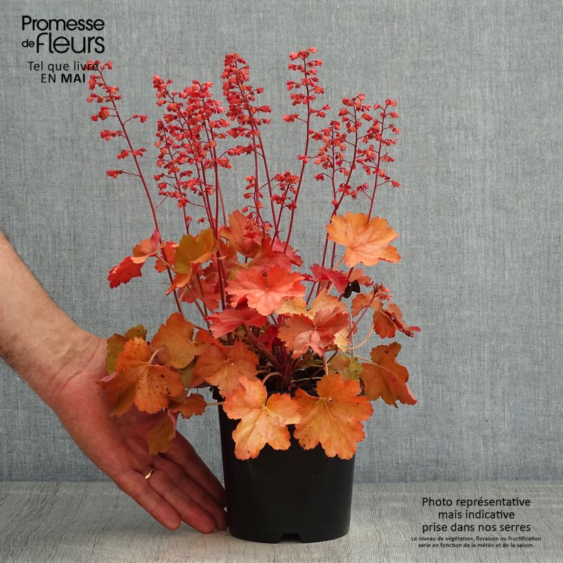 Spécimen de Heuchère - Heuchera Cherry Cola - Pot de 1L./1.5L. tel que livré au printemps