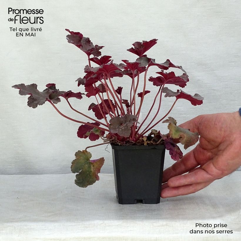 Spécimen de Heuchère, Heuchera Chocolate Ruffle Godet de 9cm tel que livré au printemps