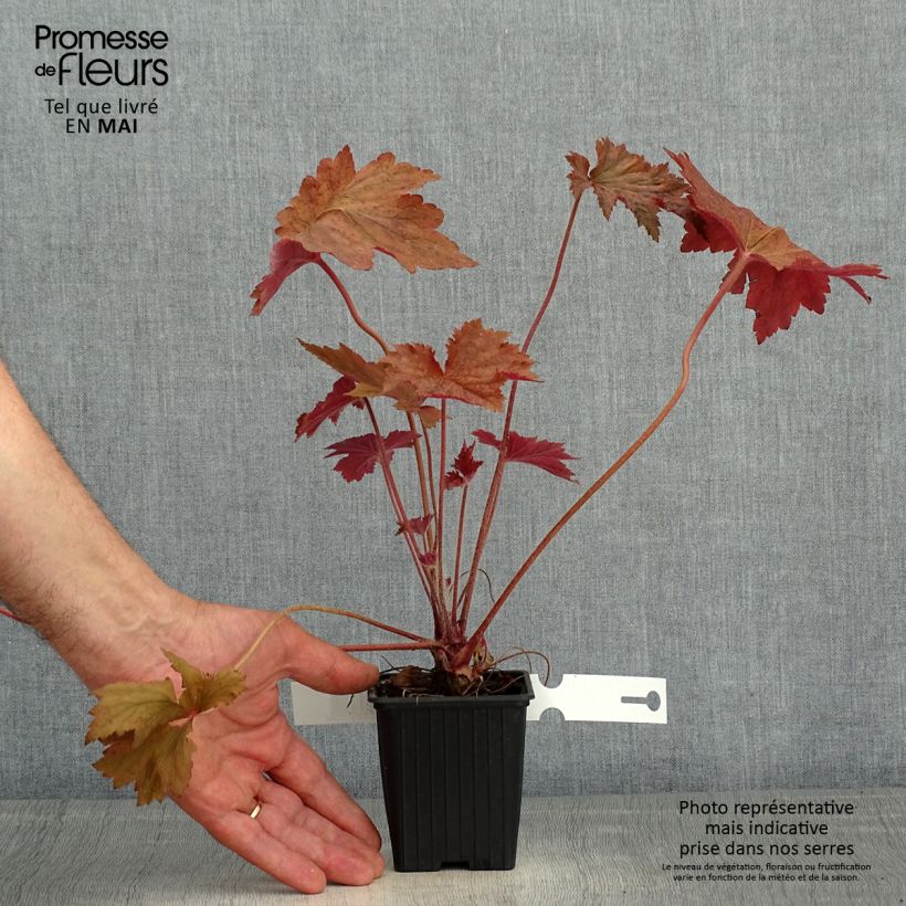 Spécimen de Heuchère - Heuchera Copper Dinosaur tel que livré en printemps