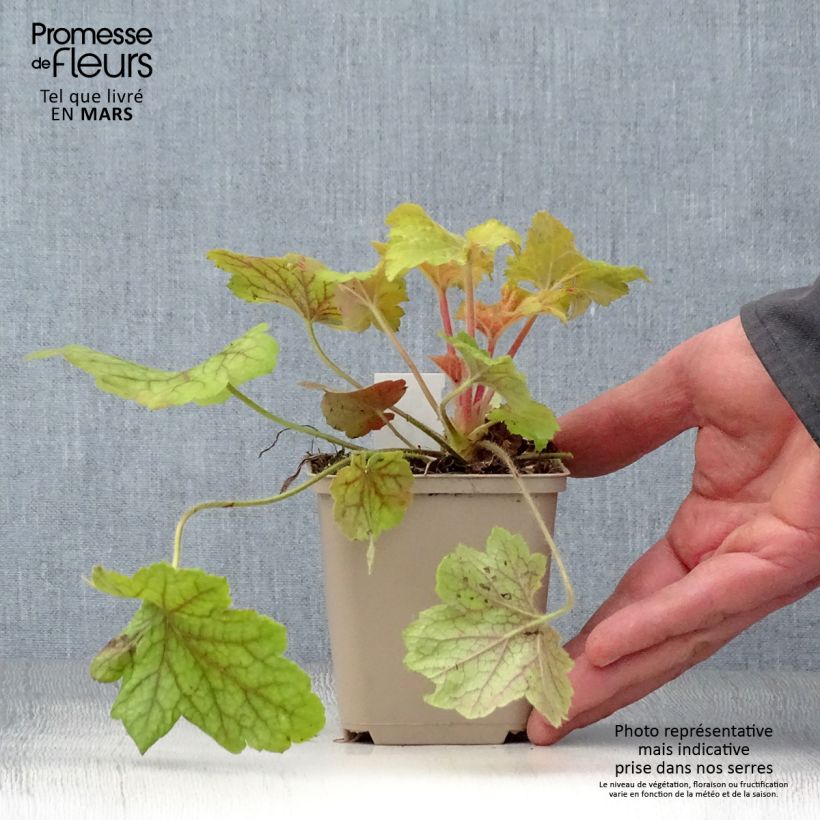 Spécimen de Heuchère - Heuchera Electric Lime Godet de 9cm tel que livré au printemps