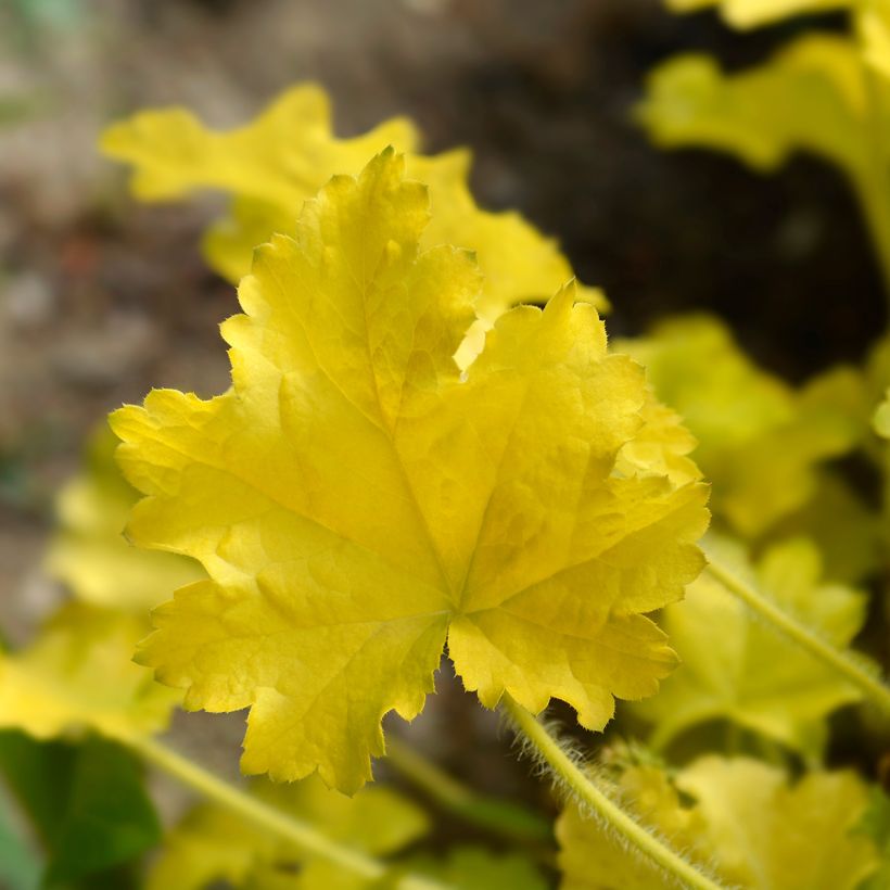 Heuchère - Heuchera Electric Lime (Feuillage)