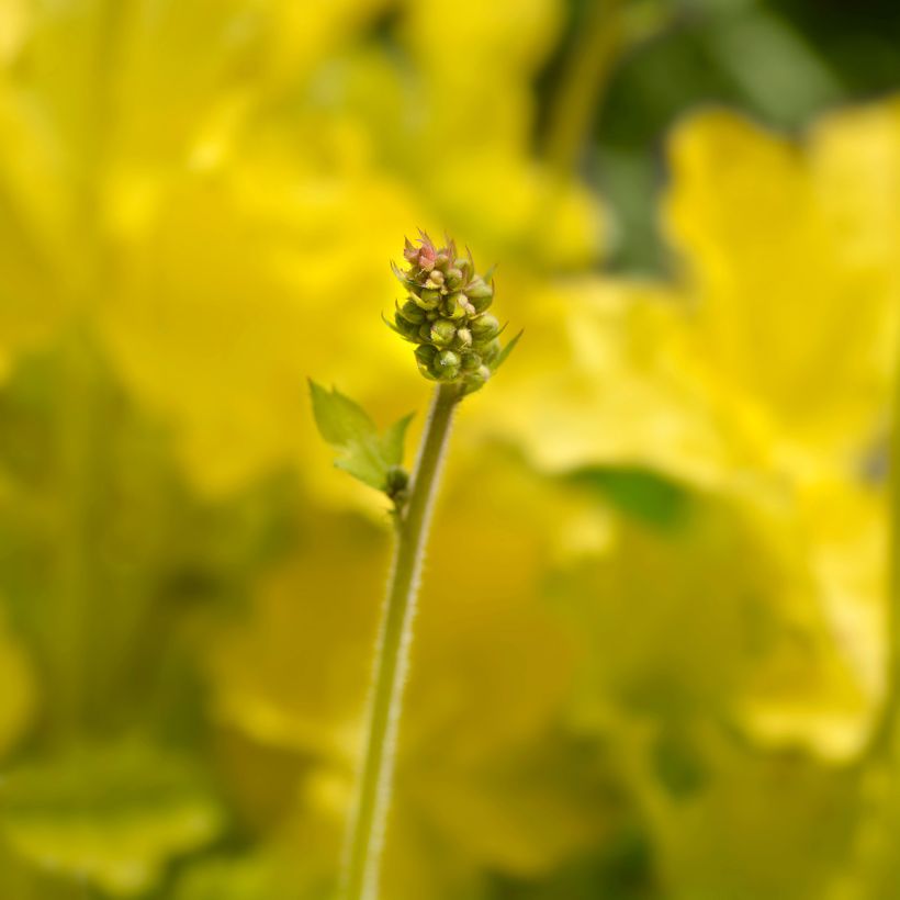 Heuchère - Heuchera Electric Lime (Floraison)