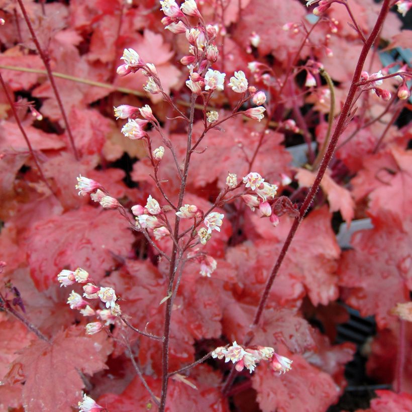 Heuchère - Heuchera Fire Chief (Floraison)