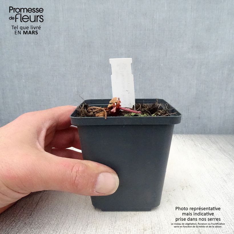 Spécimen de Heuchère - Heuchera Fire Chief Godet de 9cm tel que livré au printemps