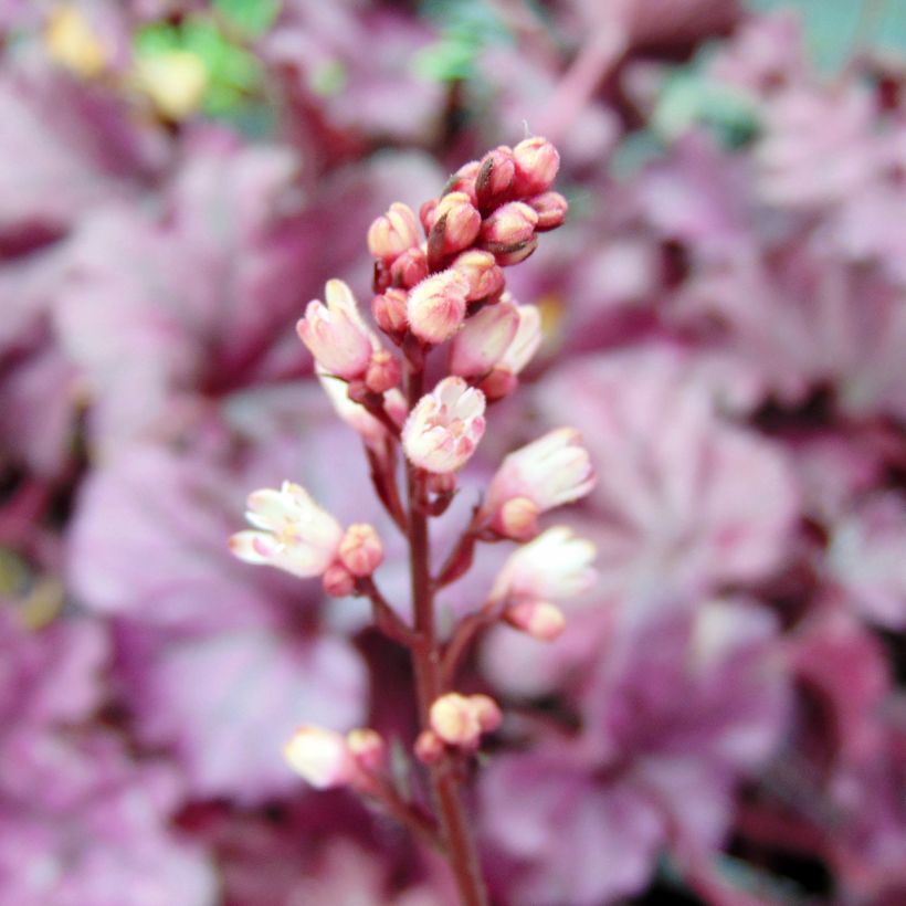 Heuchere - Heuchera Forever Purple (Floraison)