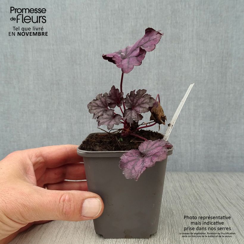 Spécimen de Heuchere - Heuchera Forever Purple tel que livré en automne