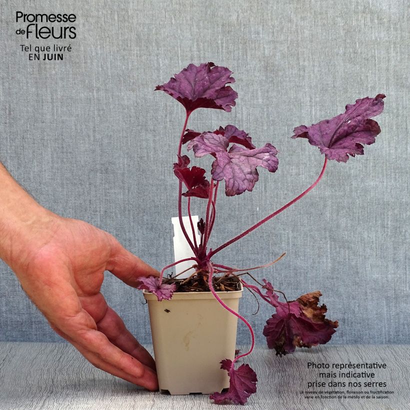 Spécimen de Heuchere - Heuchera Forever Purple Godet de 8/9 cm tel que livré en été
