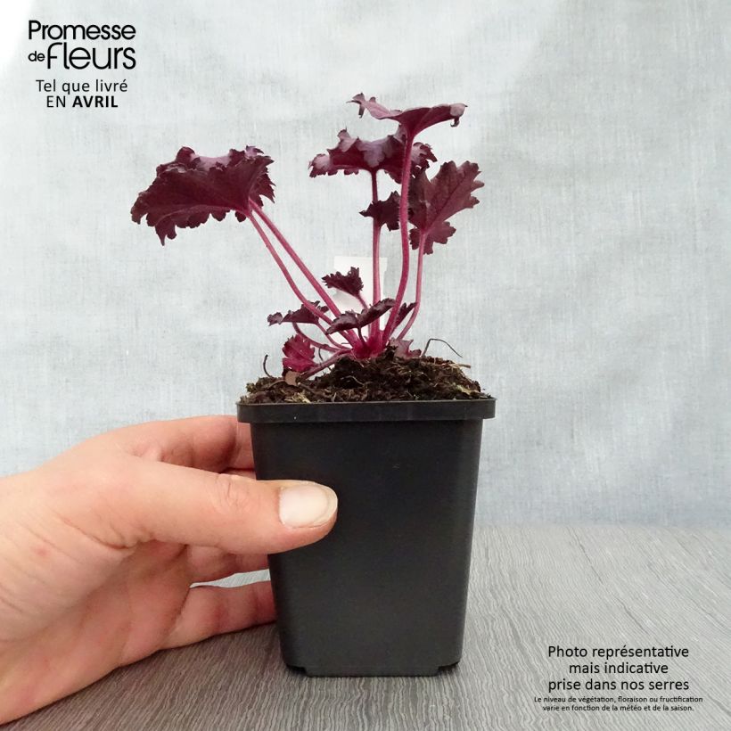 Spécimen de Heuchere - Heuchera Forever Purple Godet de 9cm tel que livré au printemps
