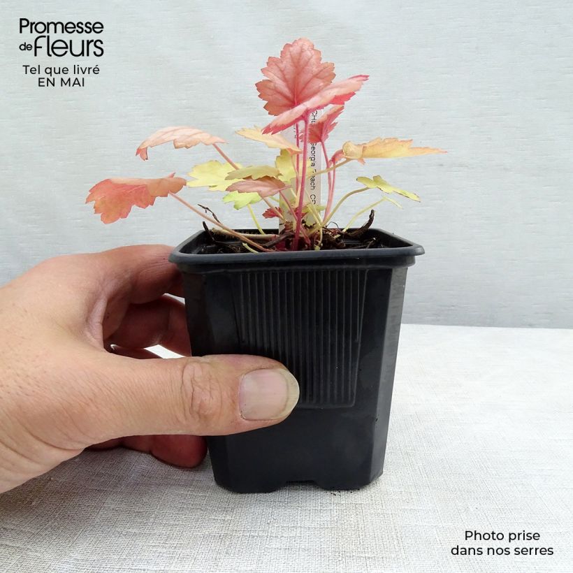 Spécimen de Heuchère, Heuchera Georgia Peach Godet de 9cm tel que livré au printemps