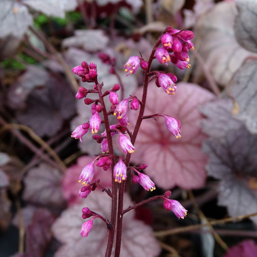 Heuchère - Heuchera Georgia Plum (Floraison)