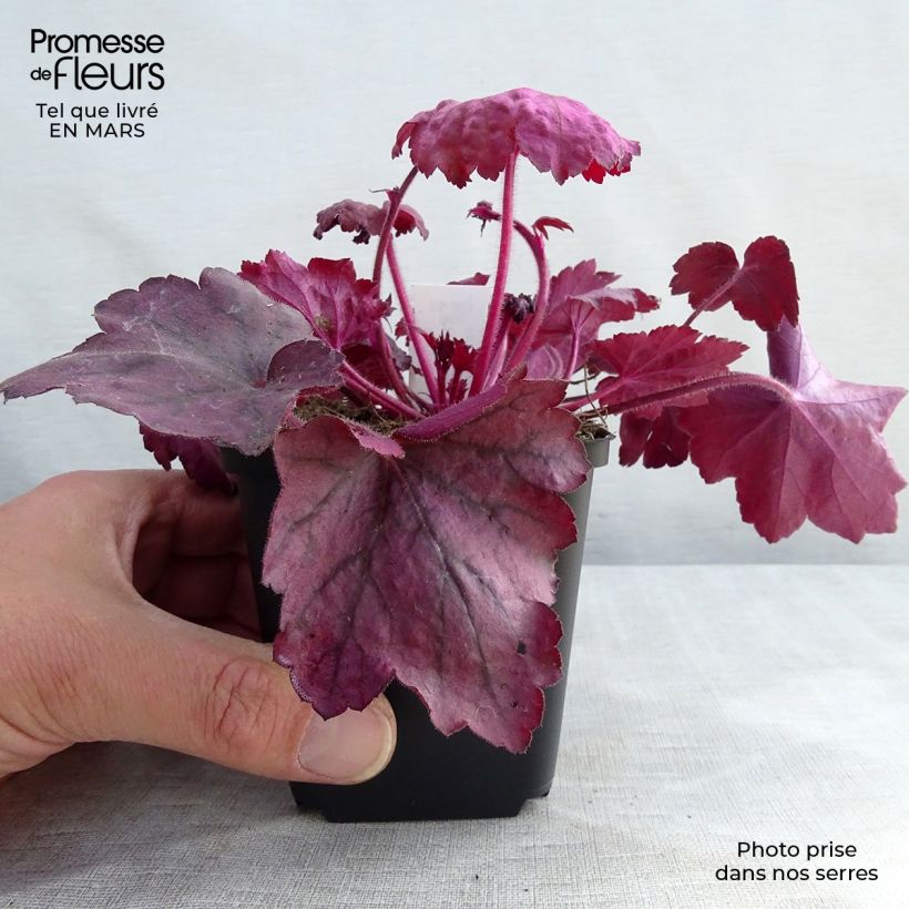 Spécimen de Heuchère - Heuchera Georgia Plum en godet de 9 cm tel que livré au printemps