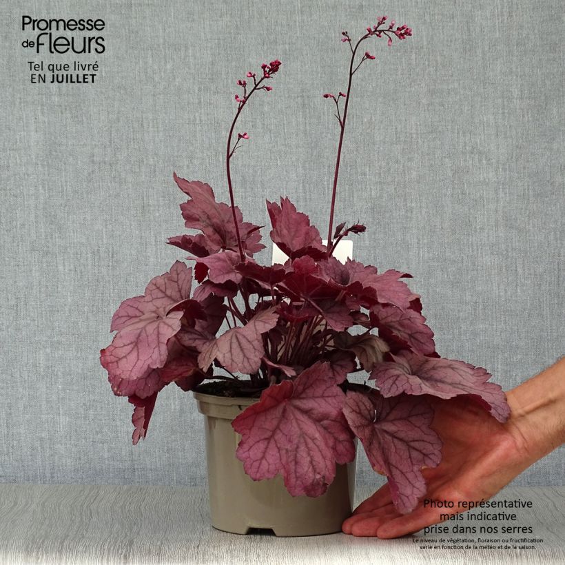 Spécimen de Heuchère - Heuchera Georgia Plum Pot de 2L/3L tel que livré en été