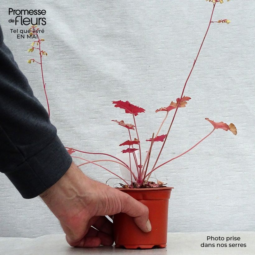 Spécimen de Heuchère - Heuchera Ginger Ale Godet de 9cm tel que livré au printemps