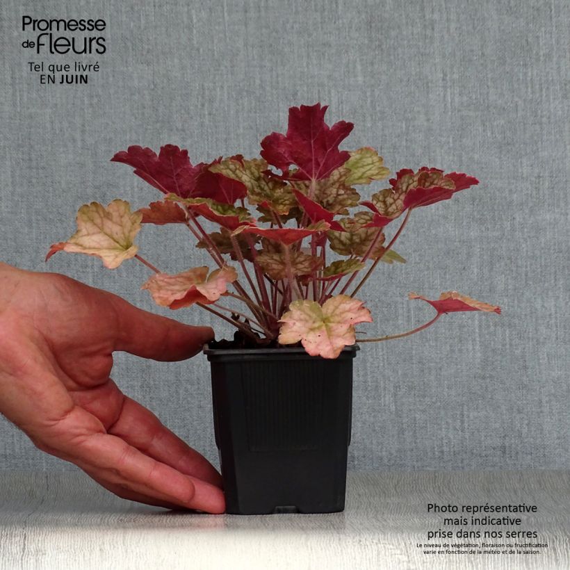 Spécimen de Heuchère - Heuchera Ginger Ale Godet de 8/9 cm tel que livré en été