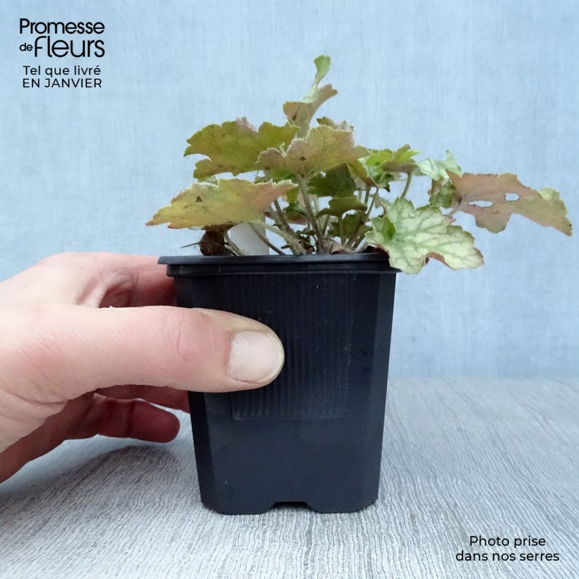 Spécimen de Heuchère - Heuchera Ginger Ale tel que livré en hiver