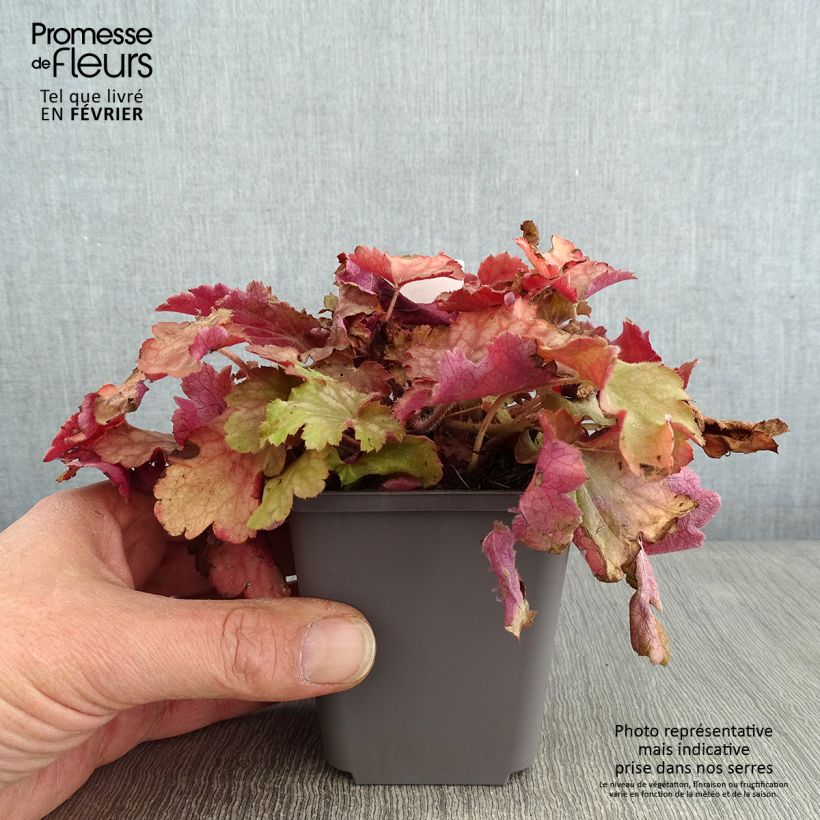Spécimen de Heuchère - Heuchera Ginger Peach tel que livré en hiver