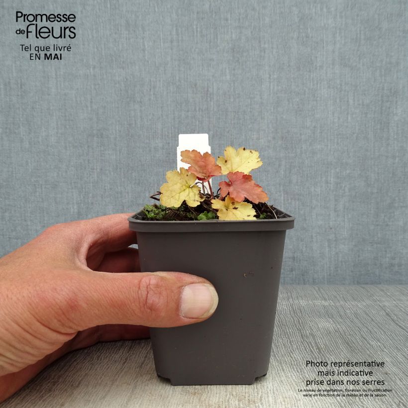 Spécimen de Heuchère - Heuchera Ginger Peach Godet de 9cm tel que livré au printemps