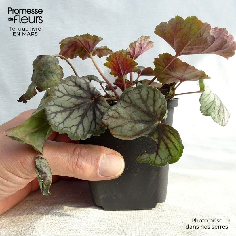 Spécimen de Heuchère - Heuchera Green Spice Godet de 9cm tel que livré au printemps