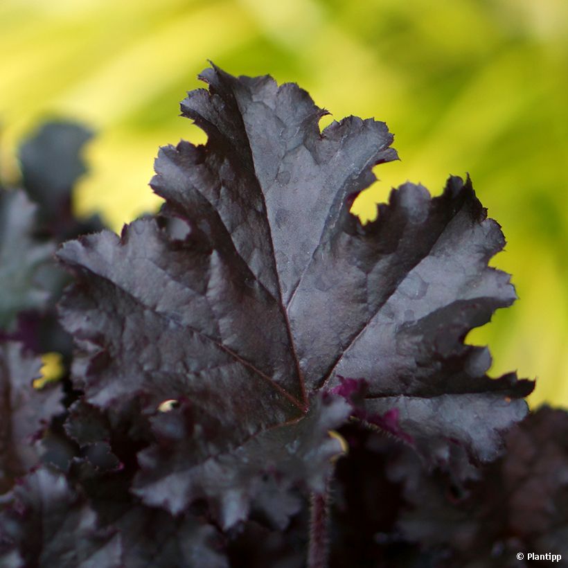 Heuchère - Heuchera L. Dark Secret (Feuillage)