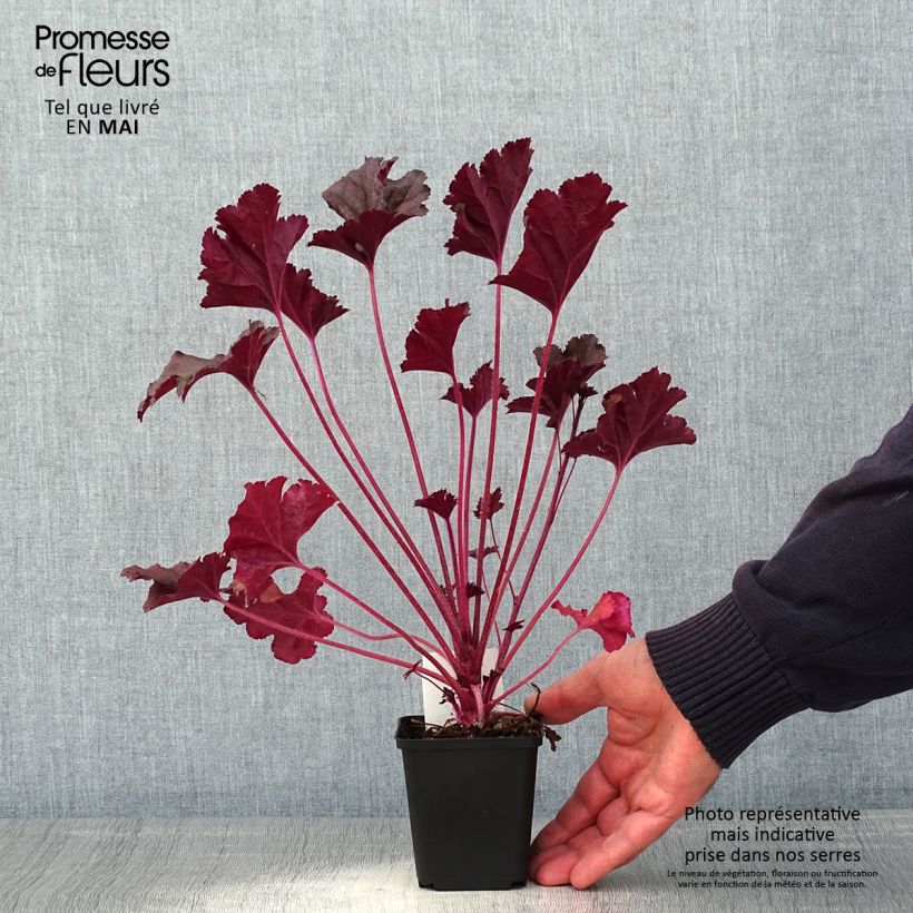 Spécimen de Heuchère - Heuchera L. Dark Secret - godet de 8/9cm tel que livré au printemps