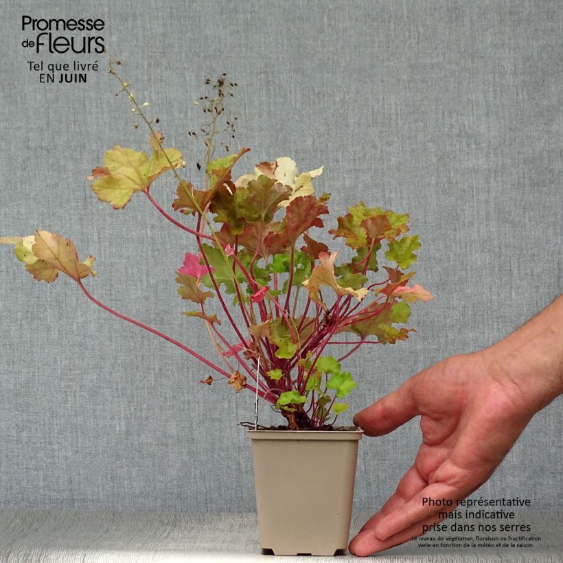 Spécimen de Heuchère - Heuchera Lime Marmalade Godet de 8/9 cm tel que livré en été