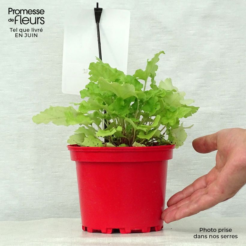Spécimen de Heuchère - Heuchera Lime Marmalade Pot de 2L/3L tel que livré en été