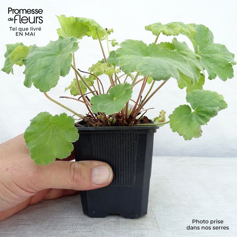 Spécimen de Heuchère - Heuchera Little Cutie Blondie in Lime Godet de 8 cm tel que livré au printemps