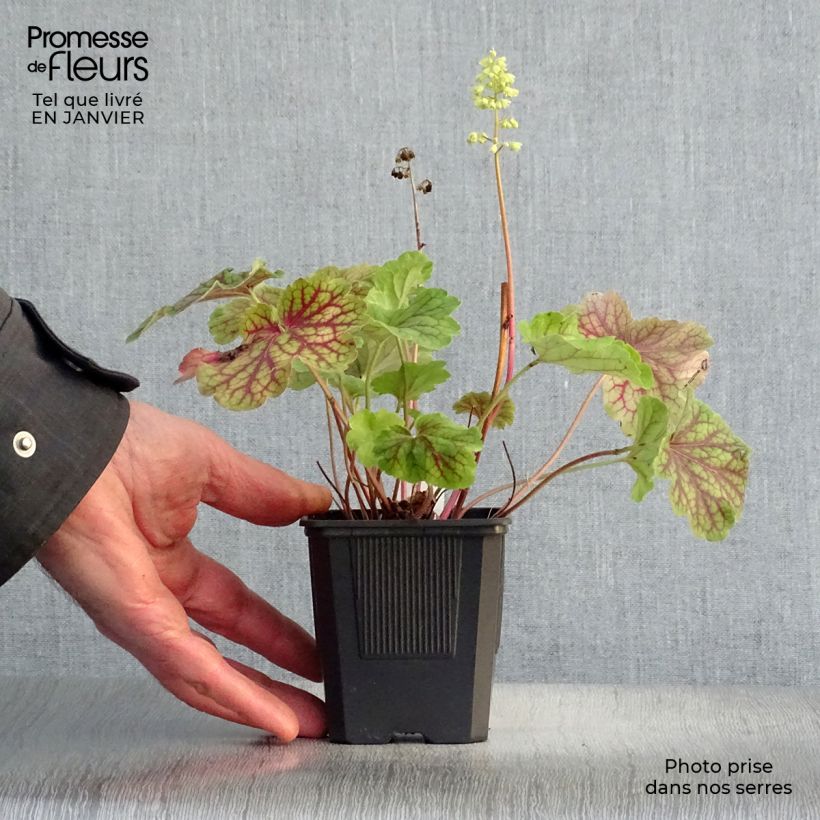 Spécimen de Heuchère - Heuchera Little Cutie Blondie in Lime tel que livré en hiver