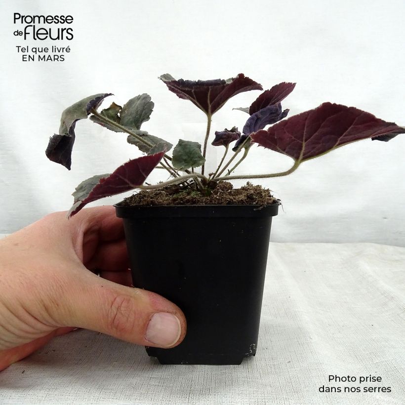 Spécimen de Heuchère - Heuchera Magnum Godet de 9cm tel que livré au printemps