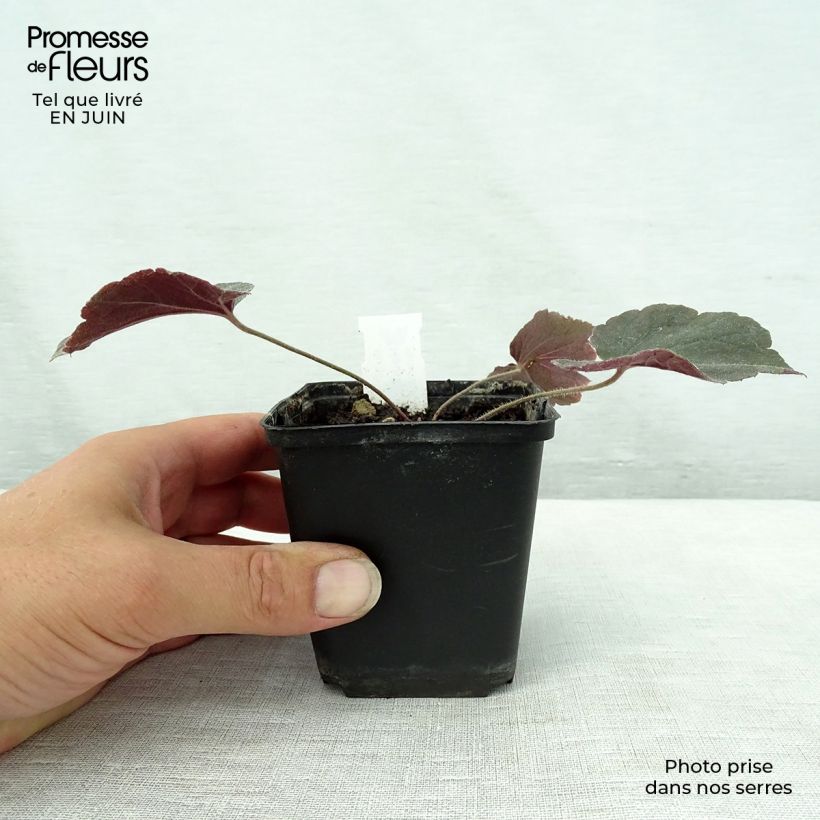 Spécimen de Heuchère - Heuchera Magnum Godet de 8/9 cm tel que livré en été