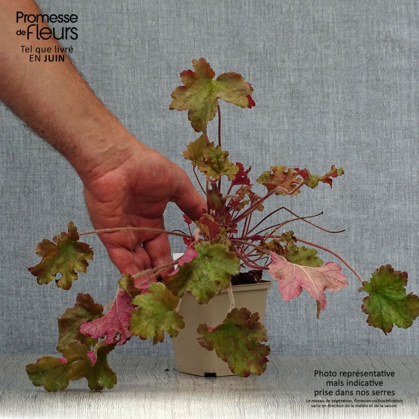 Spécimen de Heuchère - Heuchera Marmelade Godet de 8/9 cm tel que livré en été