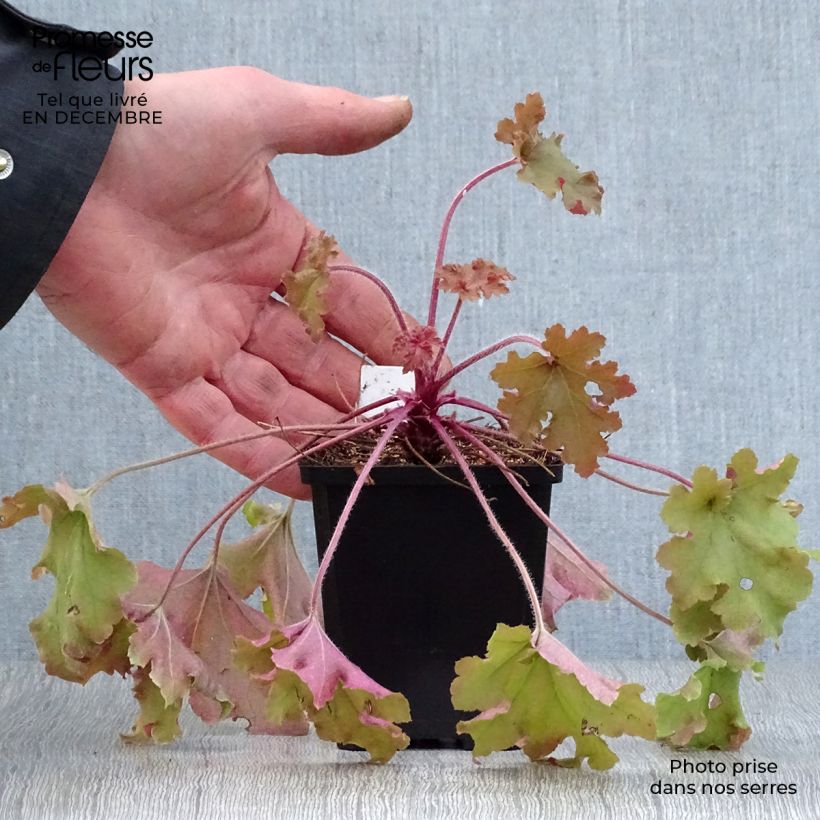 Spécimen de Heuchère - Heuchera Marmelade tel que livré en hiver