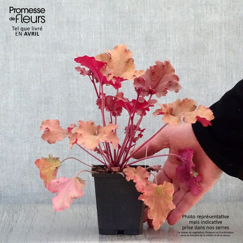 Spécimen de Heuchère - Heuchera Marmelade en godet de 9 cm tel que livré au printemps