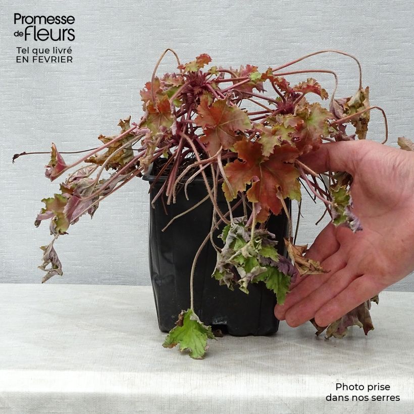 Spécimen de Heuchère - Heuchera Marmelade tel que livré en hiver