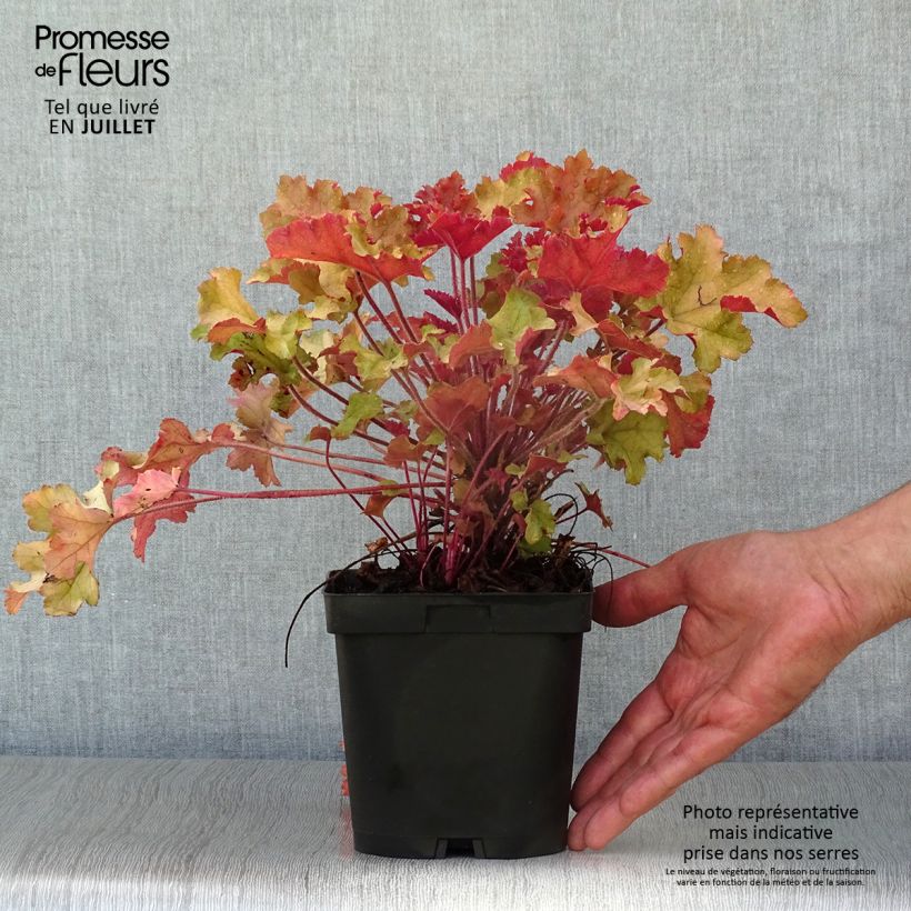 Spécimen de Heuchère - Heuchera Marmelade Pot de 2L/3L tel que livré en été