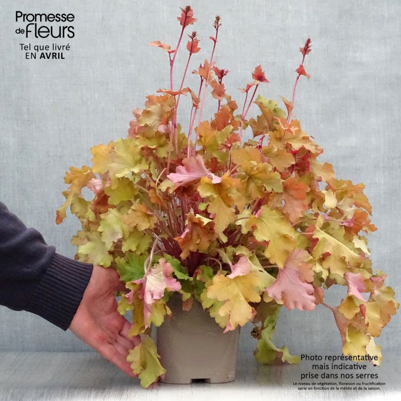 Spécimen de Heuchère - Heuchera Marmelade en pot de 2 litres tel que livré au printemps