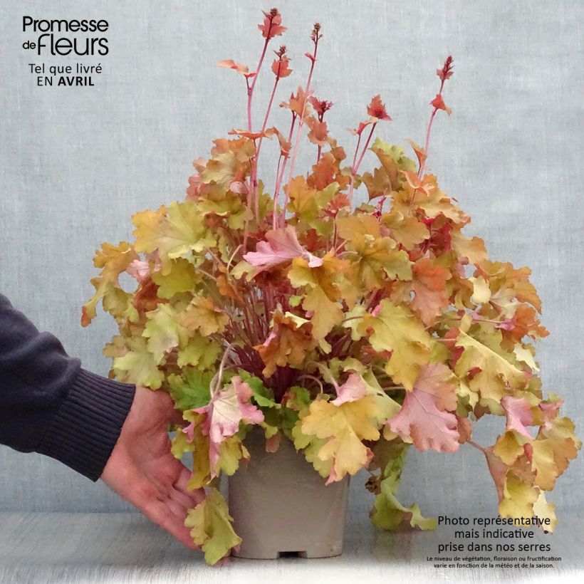 Spécimen de Heuchère - Heuchera Marmelade tel que livré au printemps