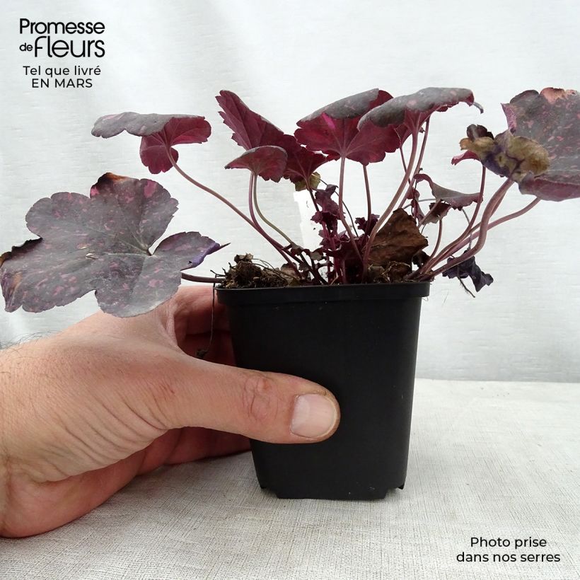 Spécimen de Heuchère - Heuchera Midnight Rose Godet de 9cm tel que livré au printemps