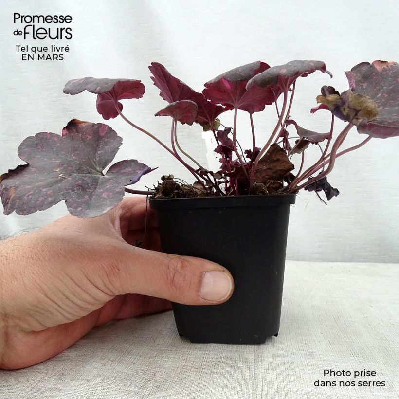 Spécimen de Heuchère - Heuchera Midnight Rose tel que livré au printemps