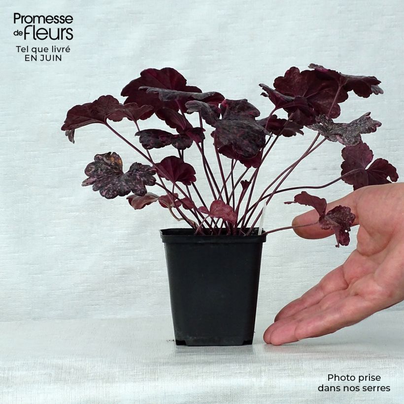 Spécimen de Heuchère - Heuchera Midnight Rose Godet de 8/9 cm tel que livré en été