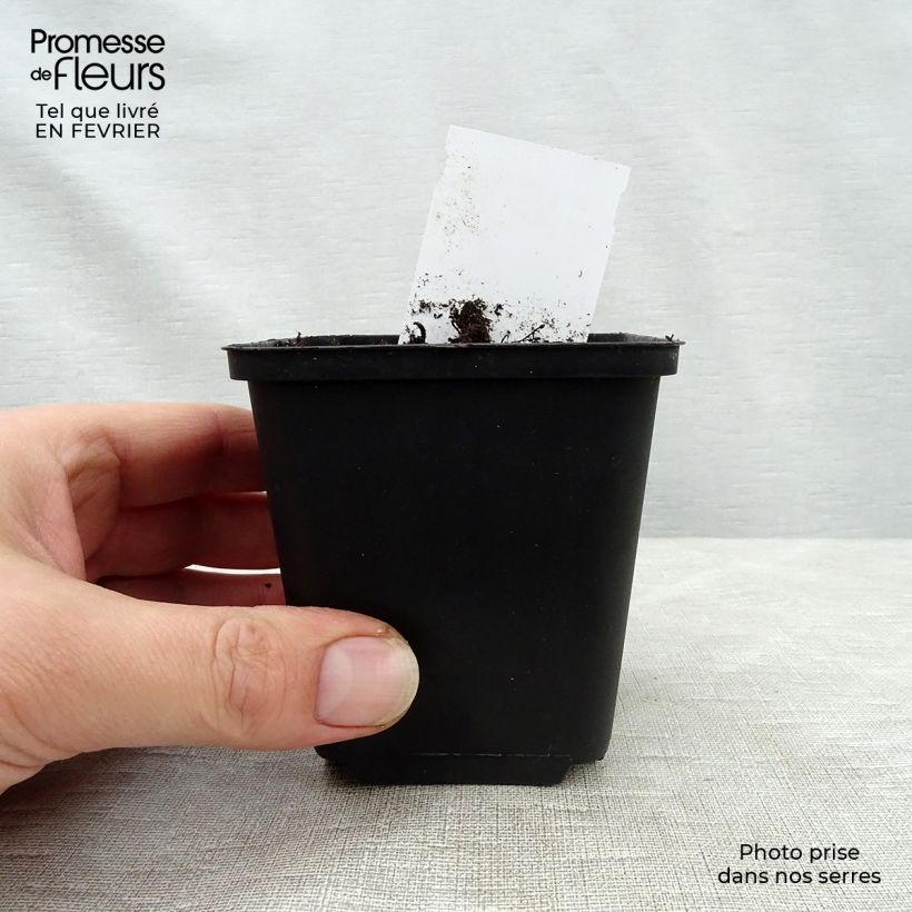 Spécimen de Heuchère - Heuchera Mint Julep Godet de 9cm tel que livré en hiver