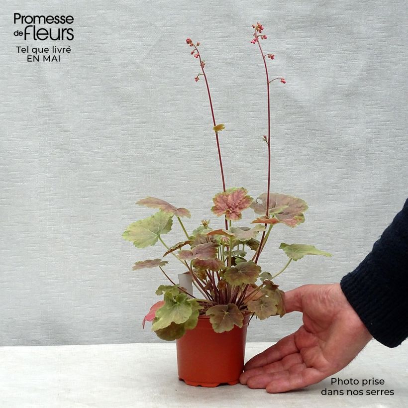 Spécimen de Heuchère -  Heuchera Miracle en godet de 8 cm tel que livré au printemps
