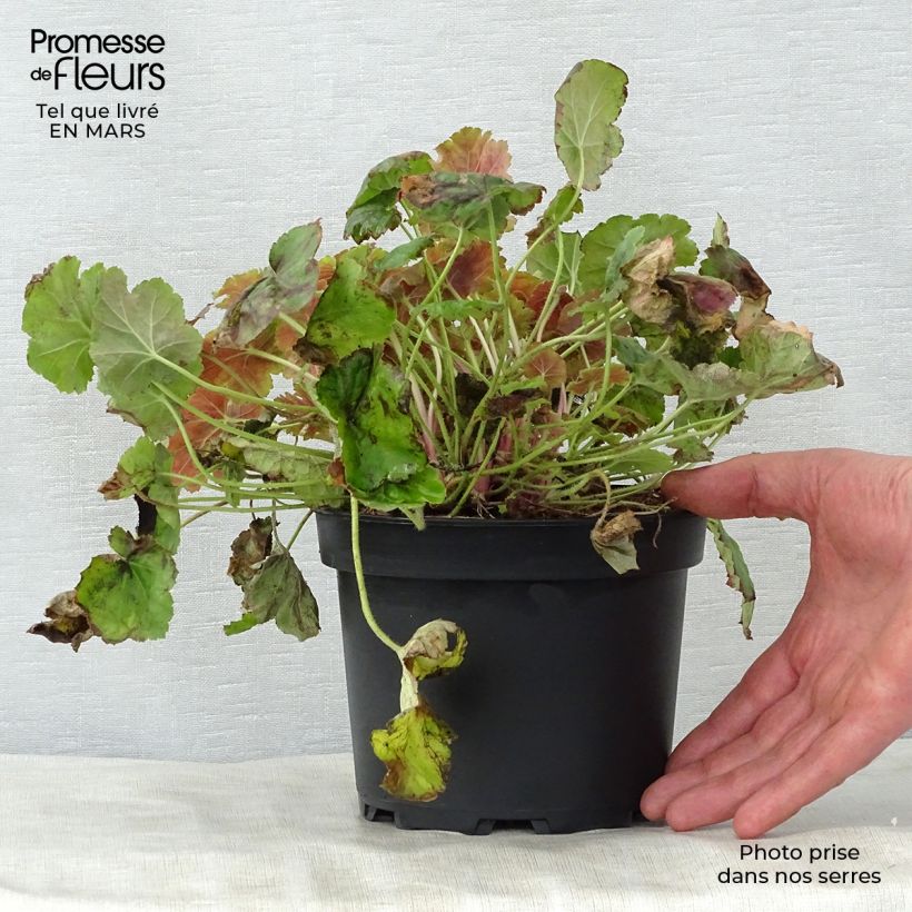Spécimen de Heuchère -  Heuchera Miracle en pot de 2L/3L tel que livré au printemps