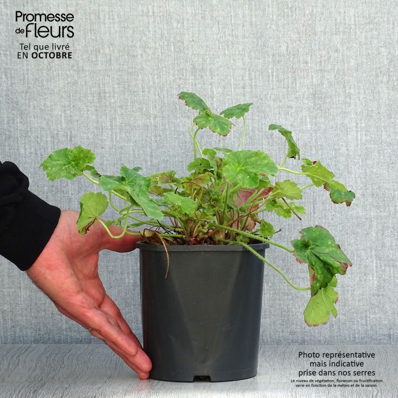 Spécimen de Heuchère -  Heuchera Miracle Pot de 2L/3L tel que livré en automne