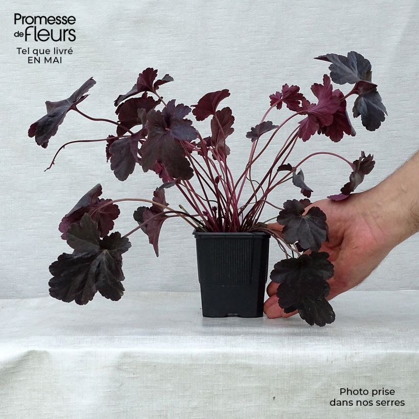 Spécimen de Heuchère, Heuchera Obsidian Godet de 9cm tel que livré au printemps