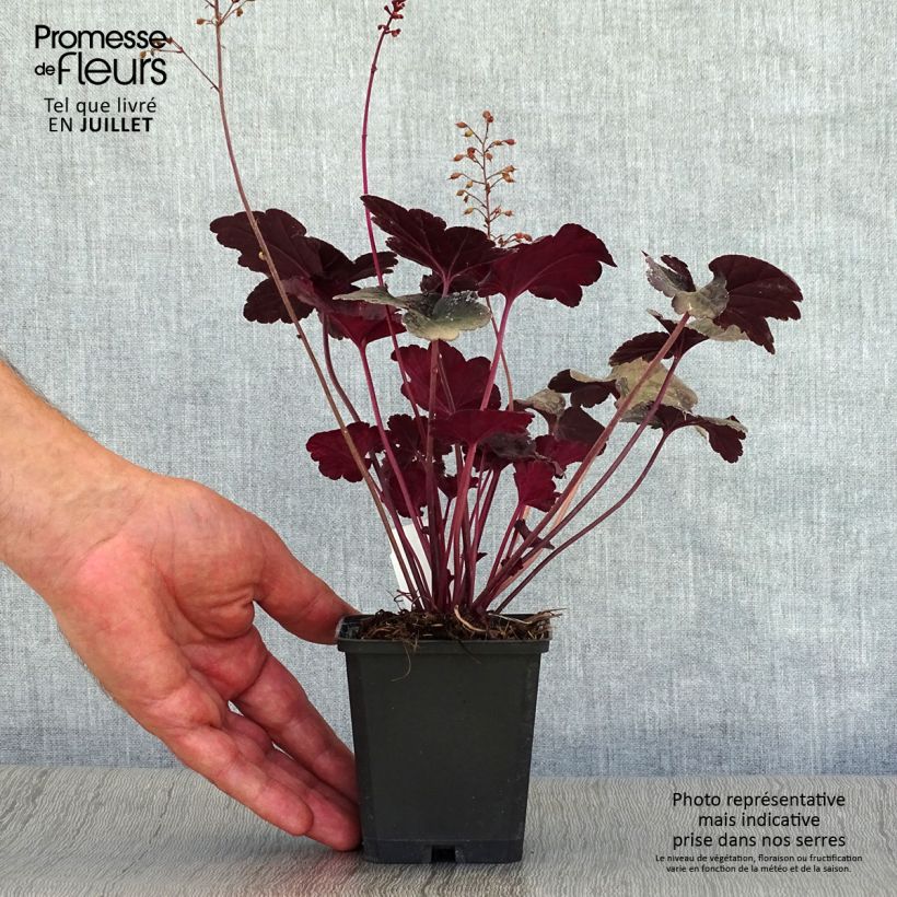 Spécimen de Heuchère, Heuchera Obsidian Godet de 8/9 cm tel que livré en été