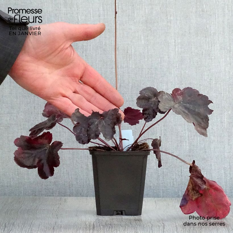 Spécimen de Heuchère, Heuchera Obsidian tel que livré en hiver