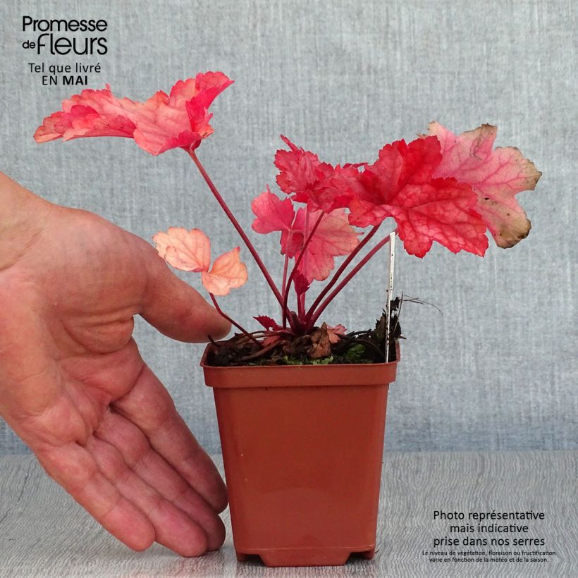 Spécimen de Heuchère - Heuchera Paprika Godet de 9cm tel que livré au printemps